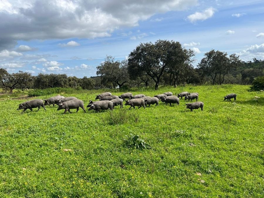 Cerdos ibéricos en la Dehesa El Torilejos